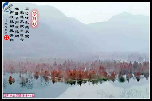 1439落羽杉.jpg