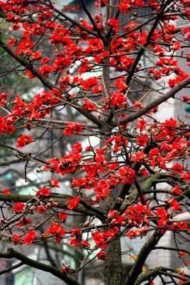 木棉花.jpg