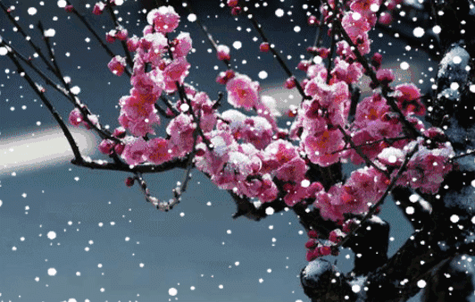 cdnwww.sinovision.gif
