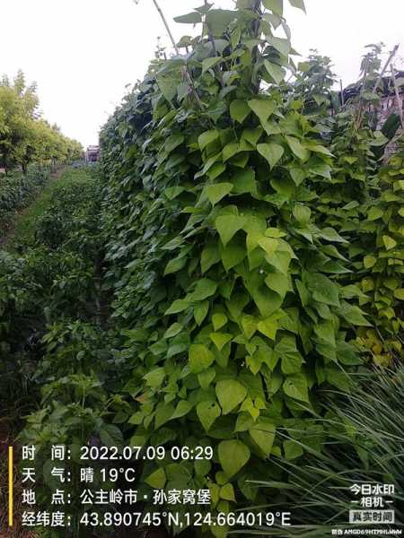 IMG_20220709_064447(1)_副本.jpg