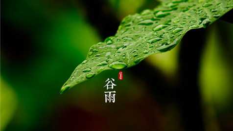 谷雨.jpg