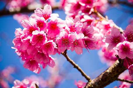 樱花.jpg