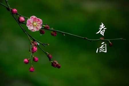 春雨.webp.jpg