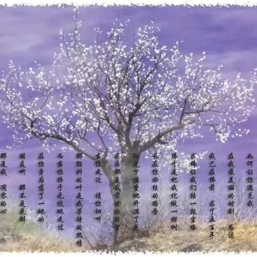 树1.webp.jpg