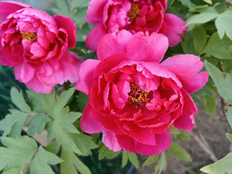 玫瑰花12.jpg