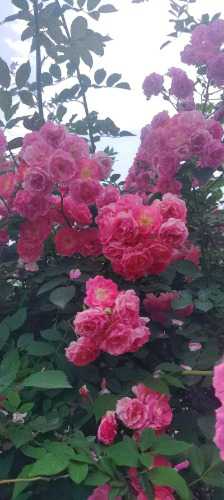 u_3462965060_2083274581&fm_253&app_138&f_JPEG.jpeg