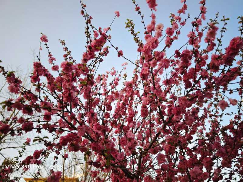 漠上花三.jpg