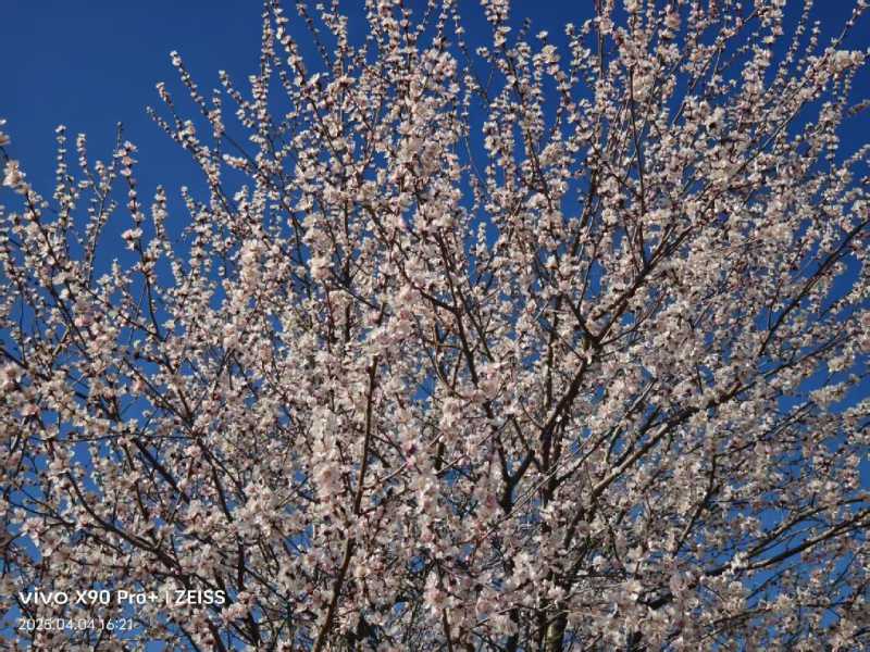 漠上桃花.jpg